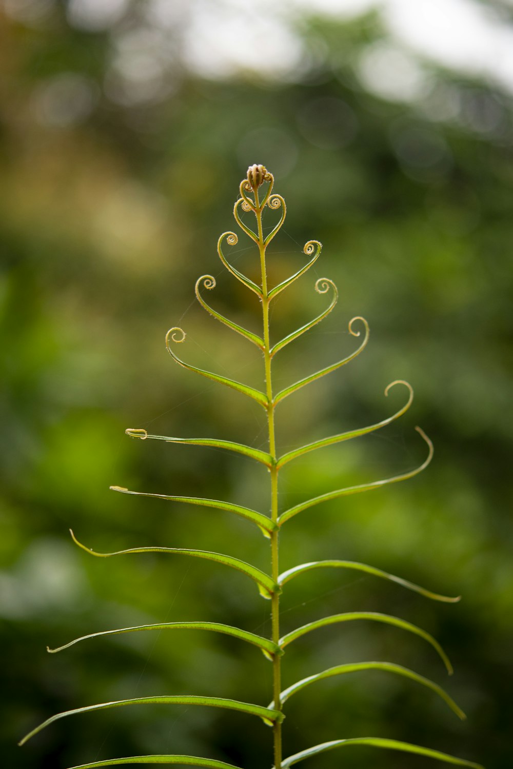green plant in tilt shift lens
