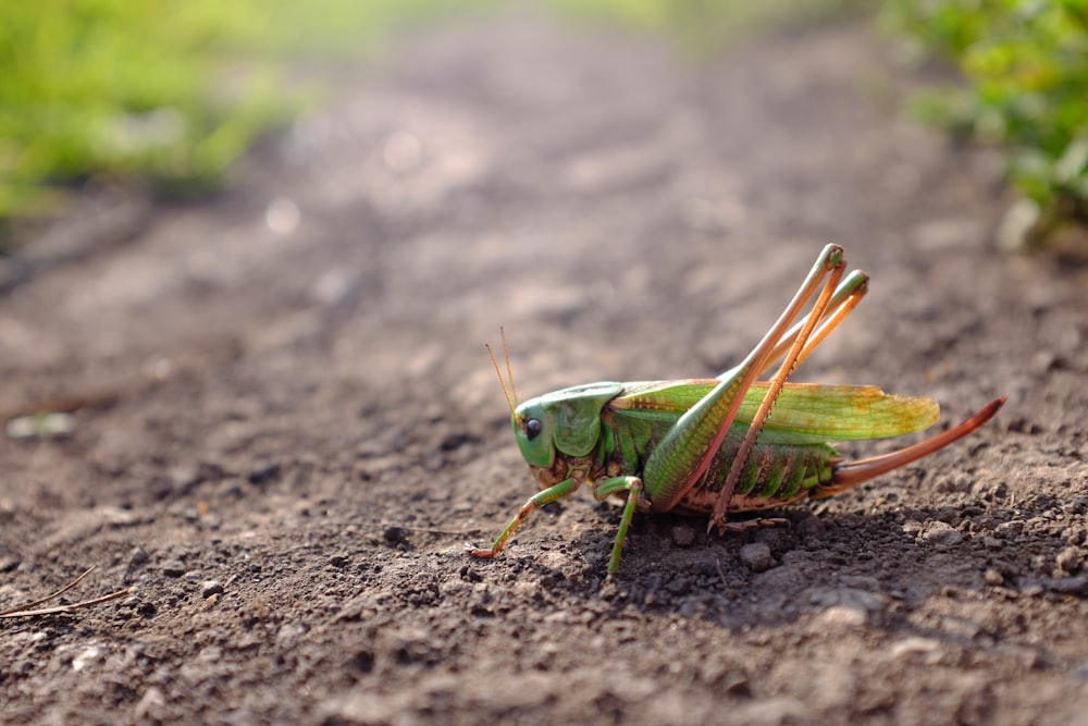 Saltamontes verde en suelo gris durante el día