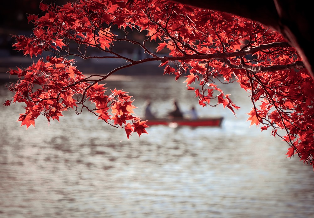 Árbol de hojas rojas cerca del cuerpo de agua durante el día
