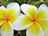 Close-up of a vibrant forever lei made with fresh kukui nuts and delicate flowers.