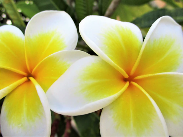 Close-up of vibrant plumeria flowers blooming in a sunlit garden setting.