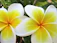 Close-up of a vibrant forever lei made with fresh kukui nuts and delicate flowers.
