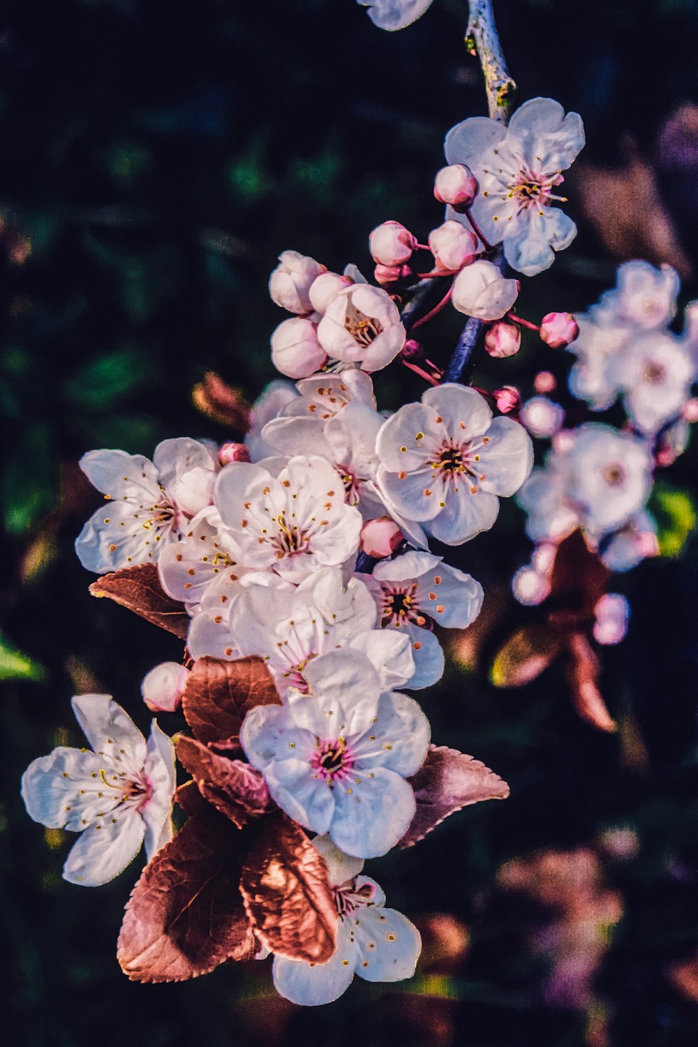 white and pink cherry blossom in close up photography