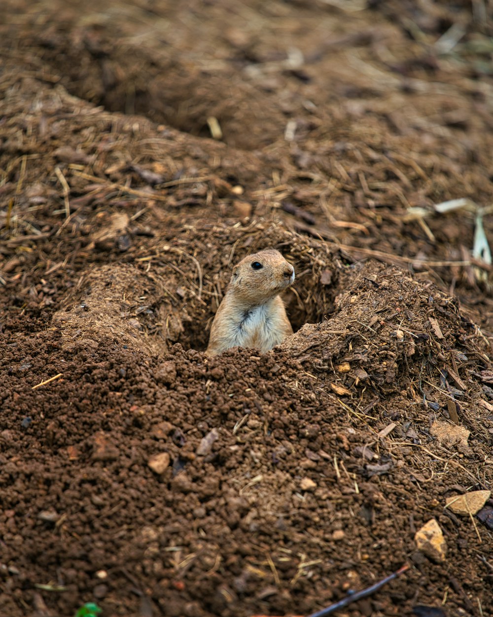 brown rodent on brown soil during daytime