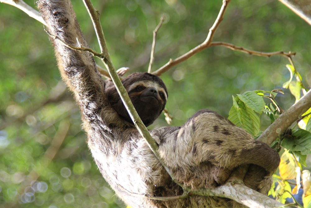 brown and white monkey on tree branch during daytime