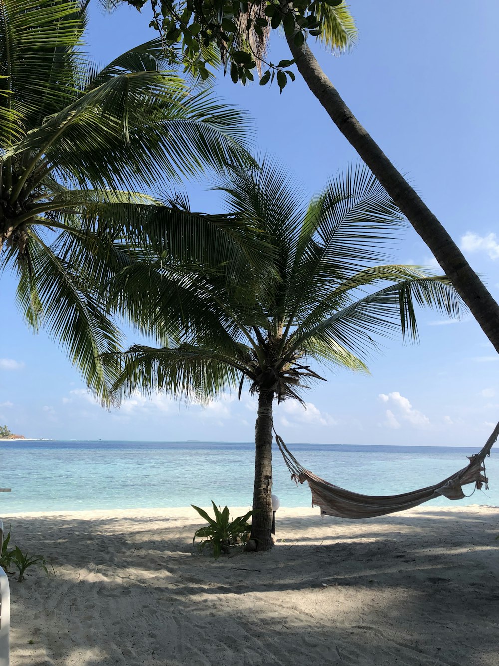 brown hammock hanged on palm tree near sea during daytime