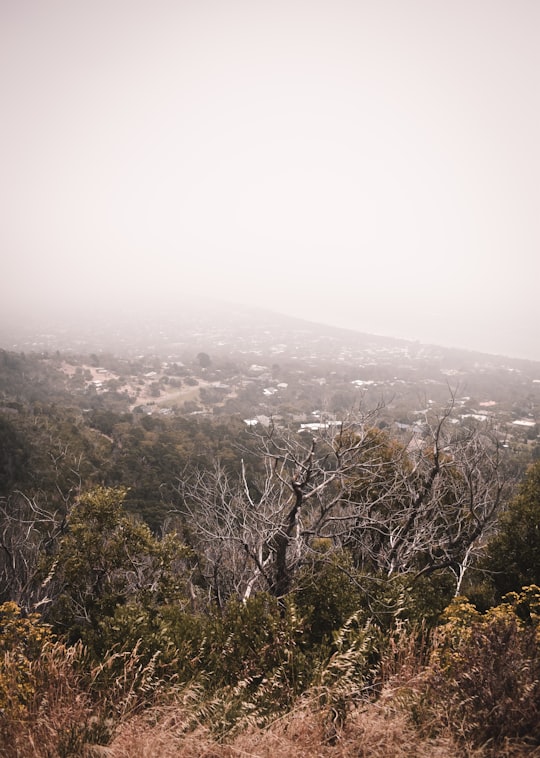 green trees on mountain during daytime in Arthurs Seat VIC Australia