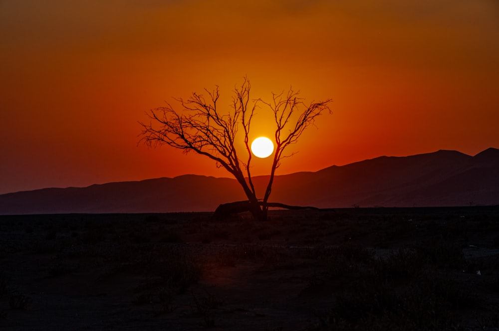 arbre nu sur la colline au coucher du soleil