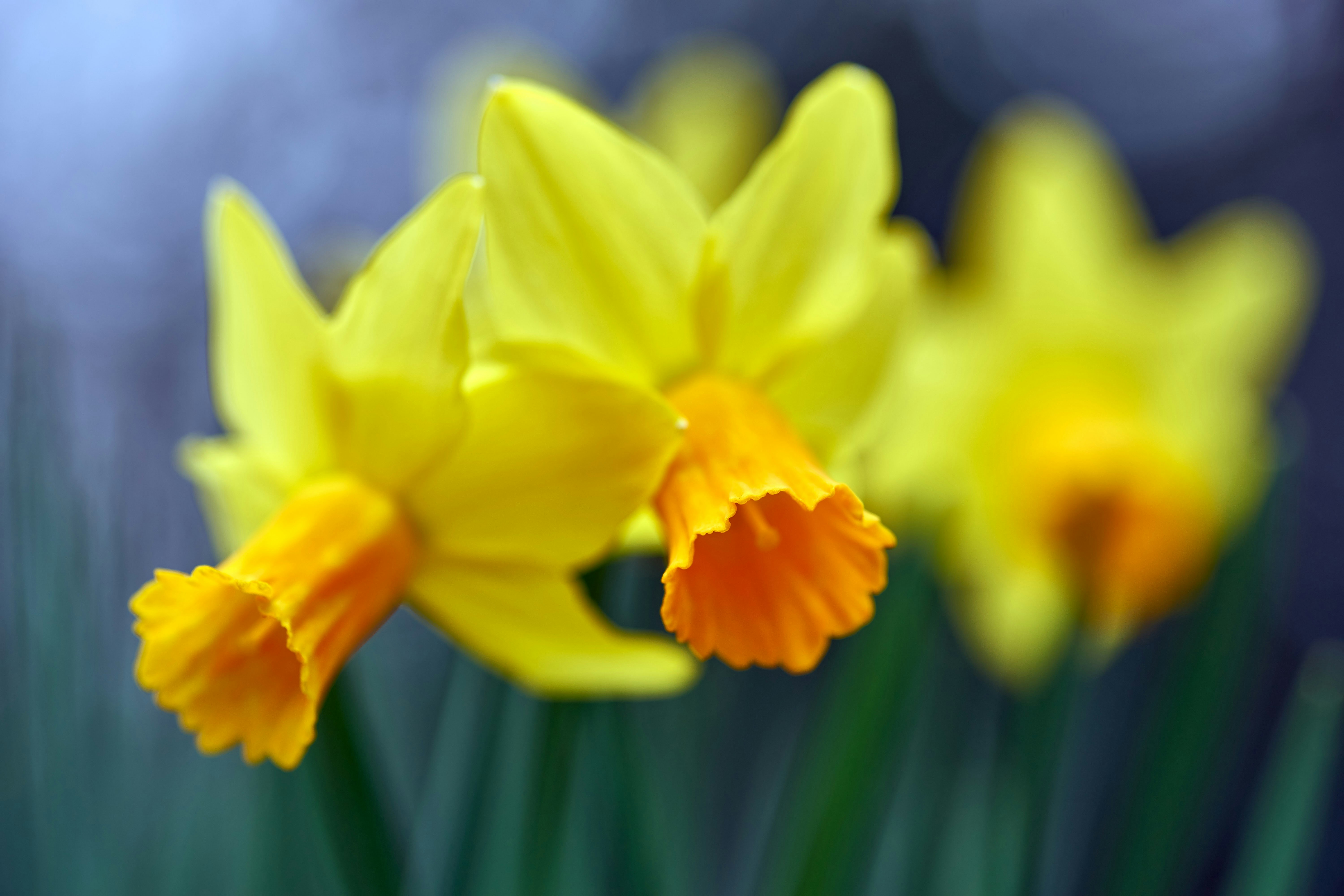 Photo by wolfgang_hasselmann