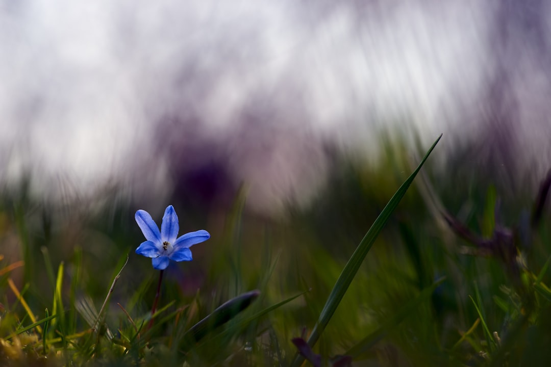 blue flower on green grass during daytime