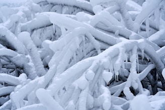 Thick layers of snow and ice encase numerous intertwined tree branches. Icicles hang from the branches, creating a textured, winter wonderland effect that emphasizes the cold, frozen environment.
