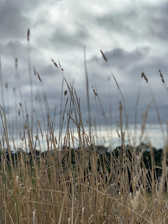 brown wheat field during daytime in Washdyke New Zealand