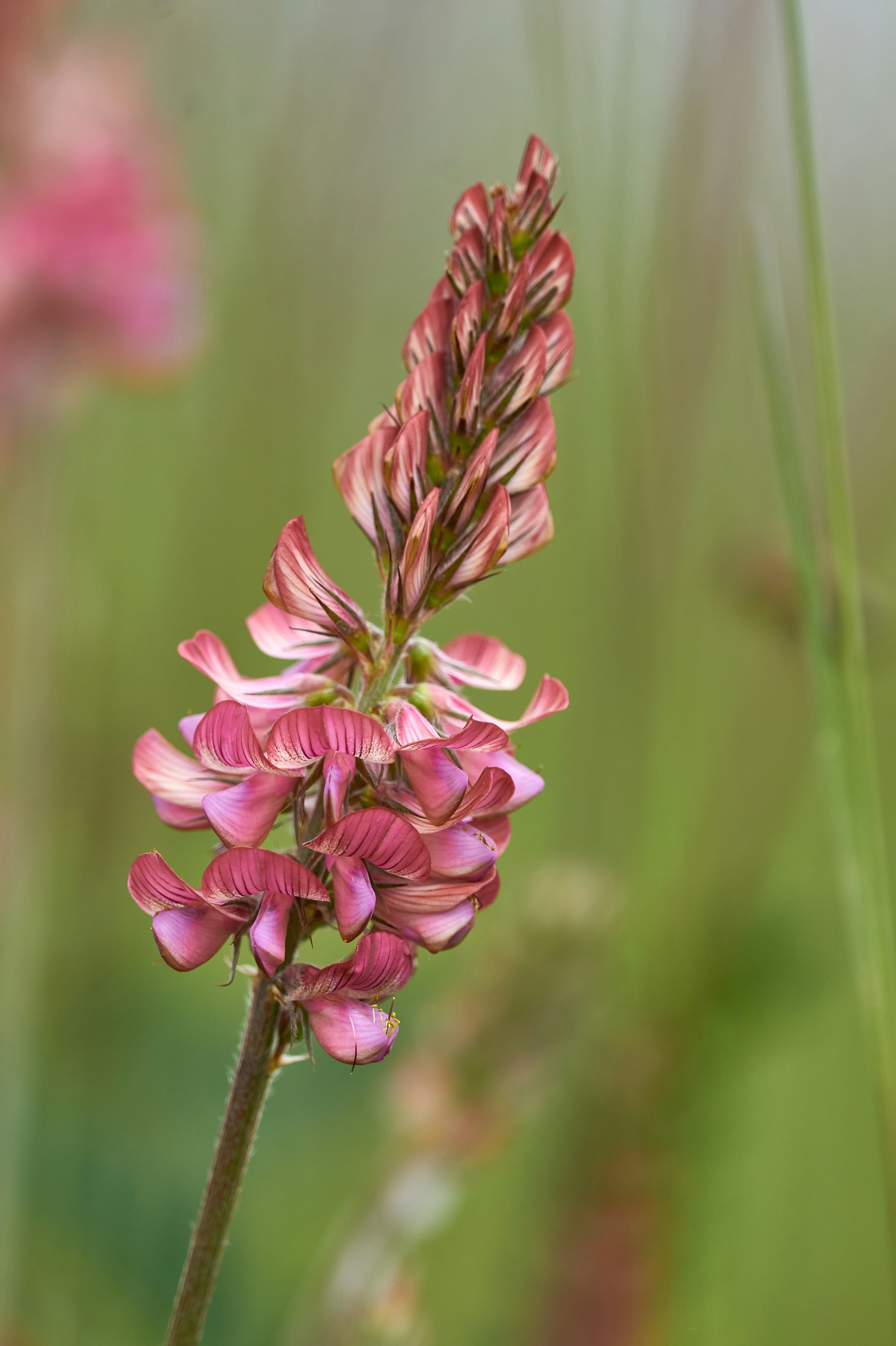 Photo by wolfgang_hasselmann