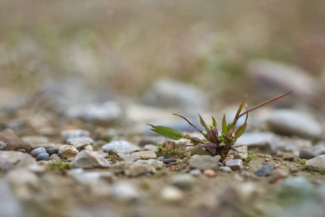 green plant on gray rocky ground during daytime