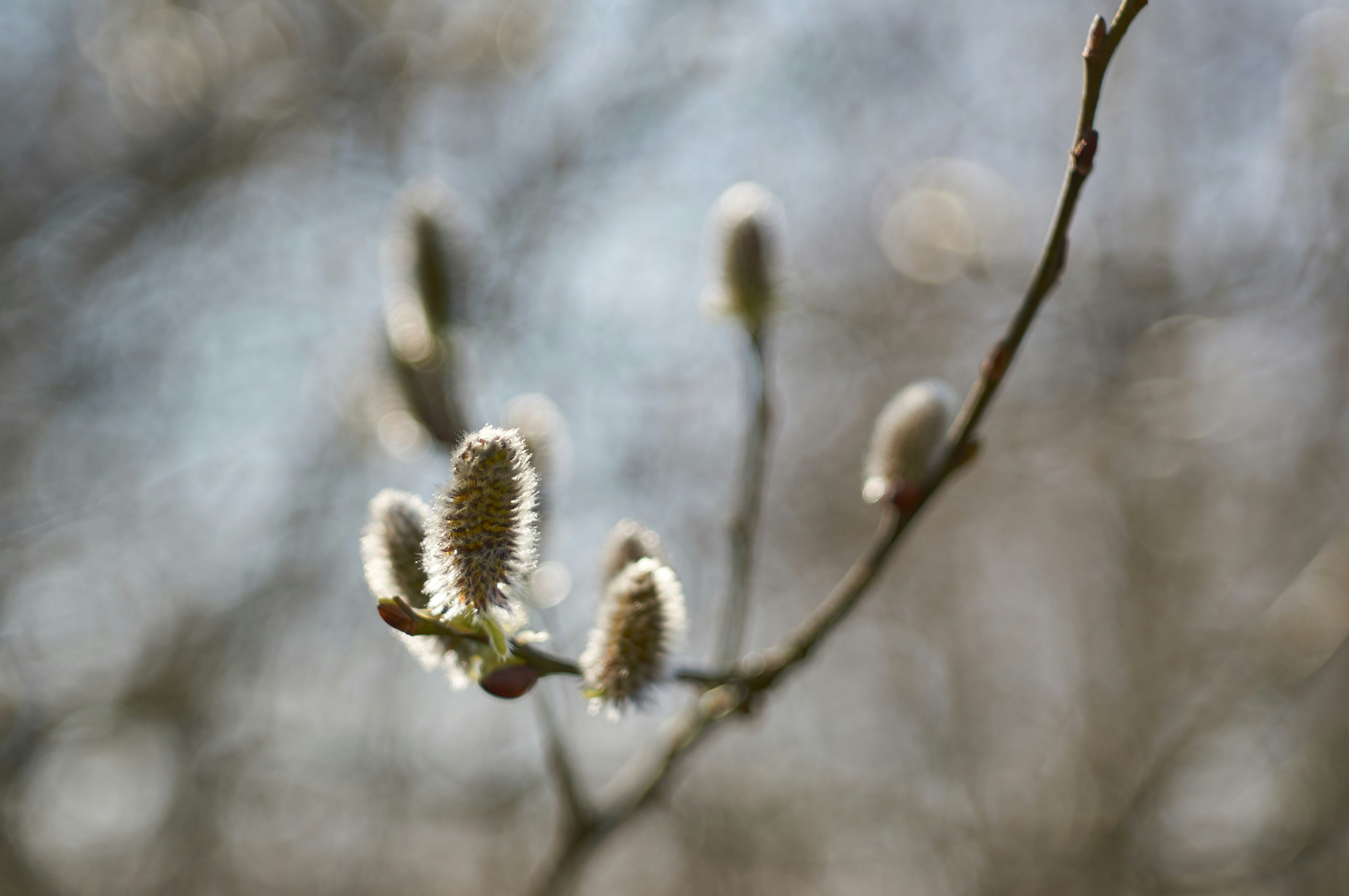 Photo by wolfgang_hasselmann