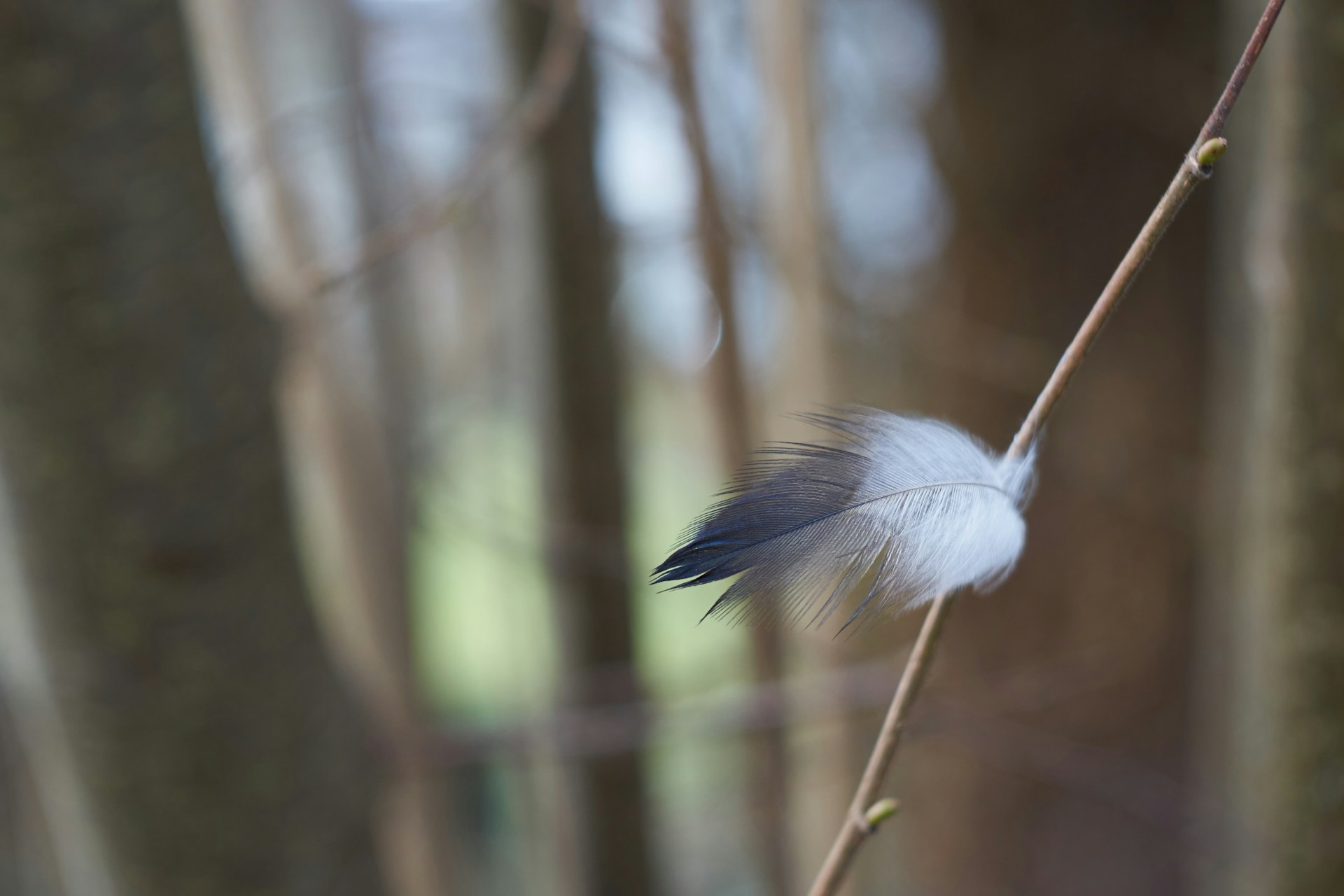 gray computer monitor