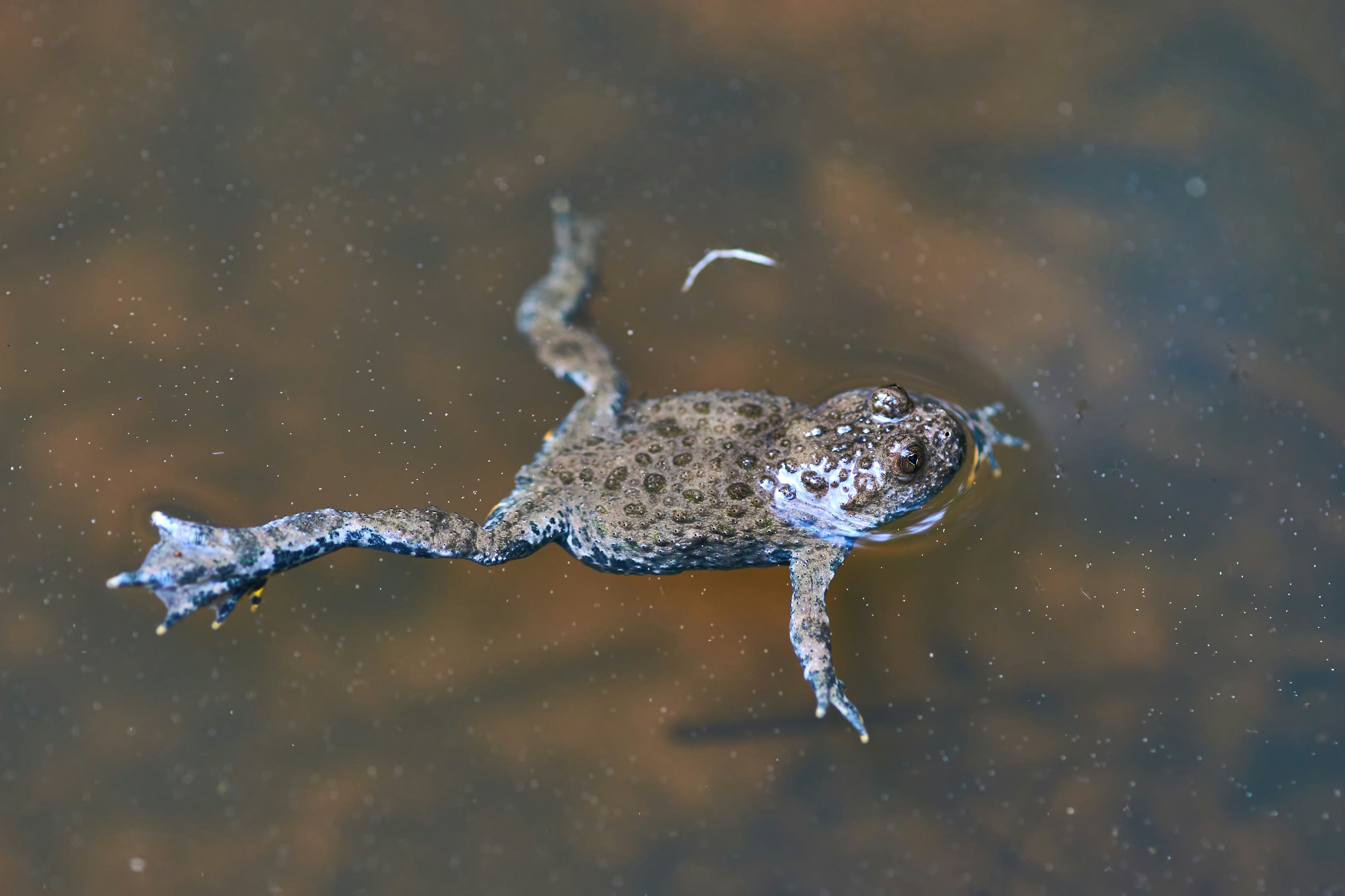 Photo by wolfgang_hasselmann