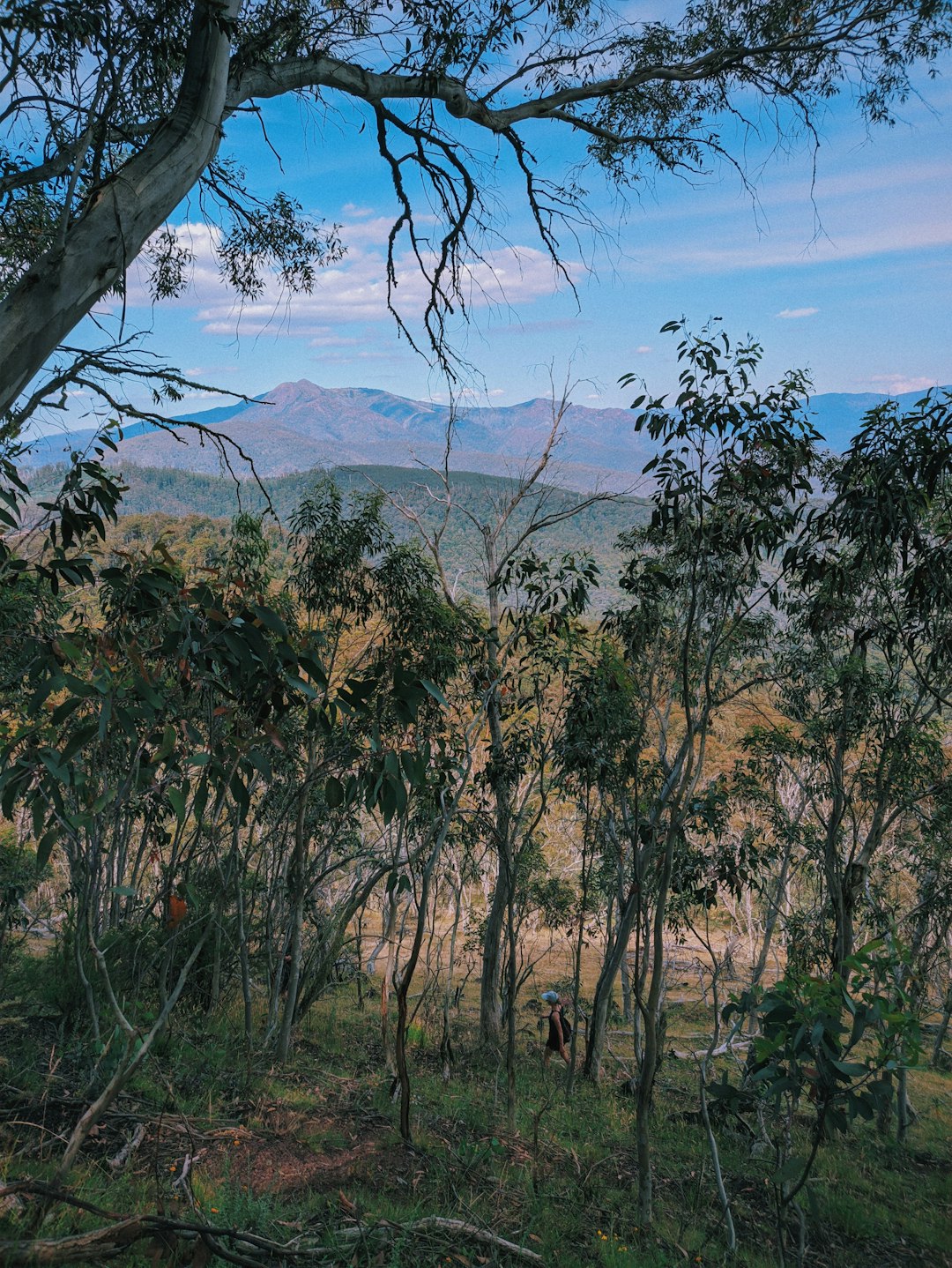 Nature reserve photo spot Howqua Hills VIC Australia