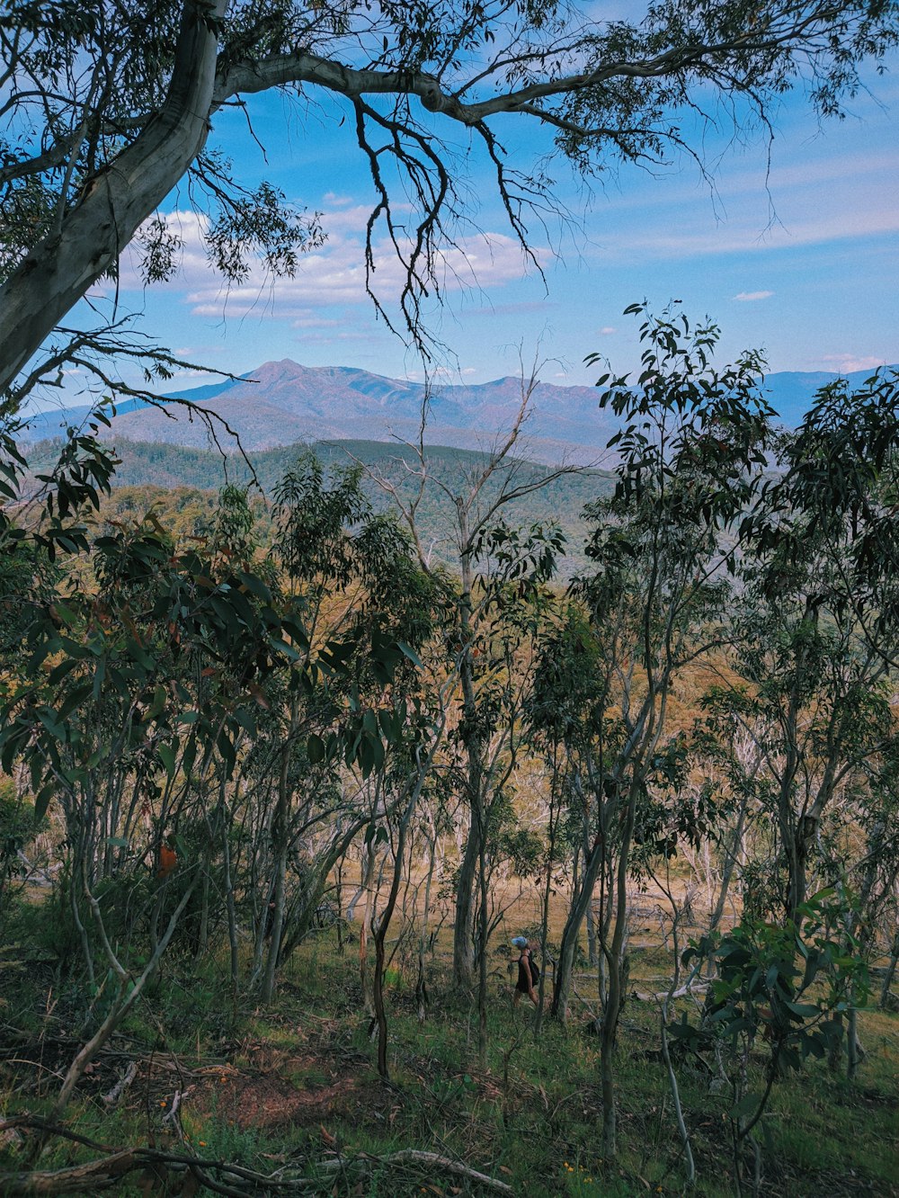 green trees on mountain during daytime