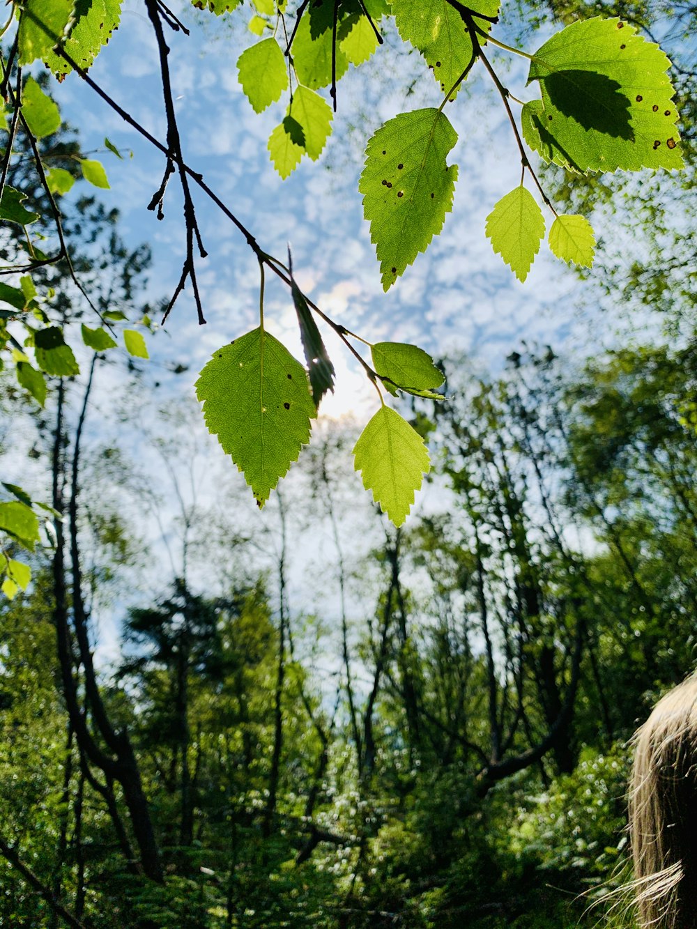 grüne Blätter am Ast tagsüber