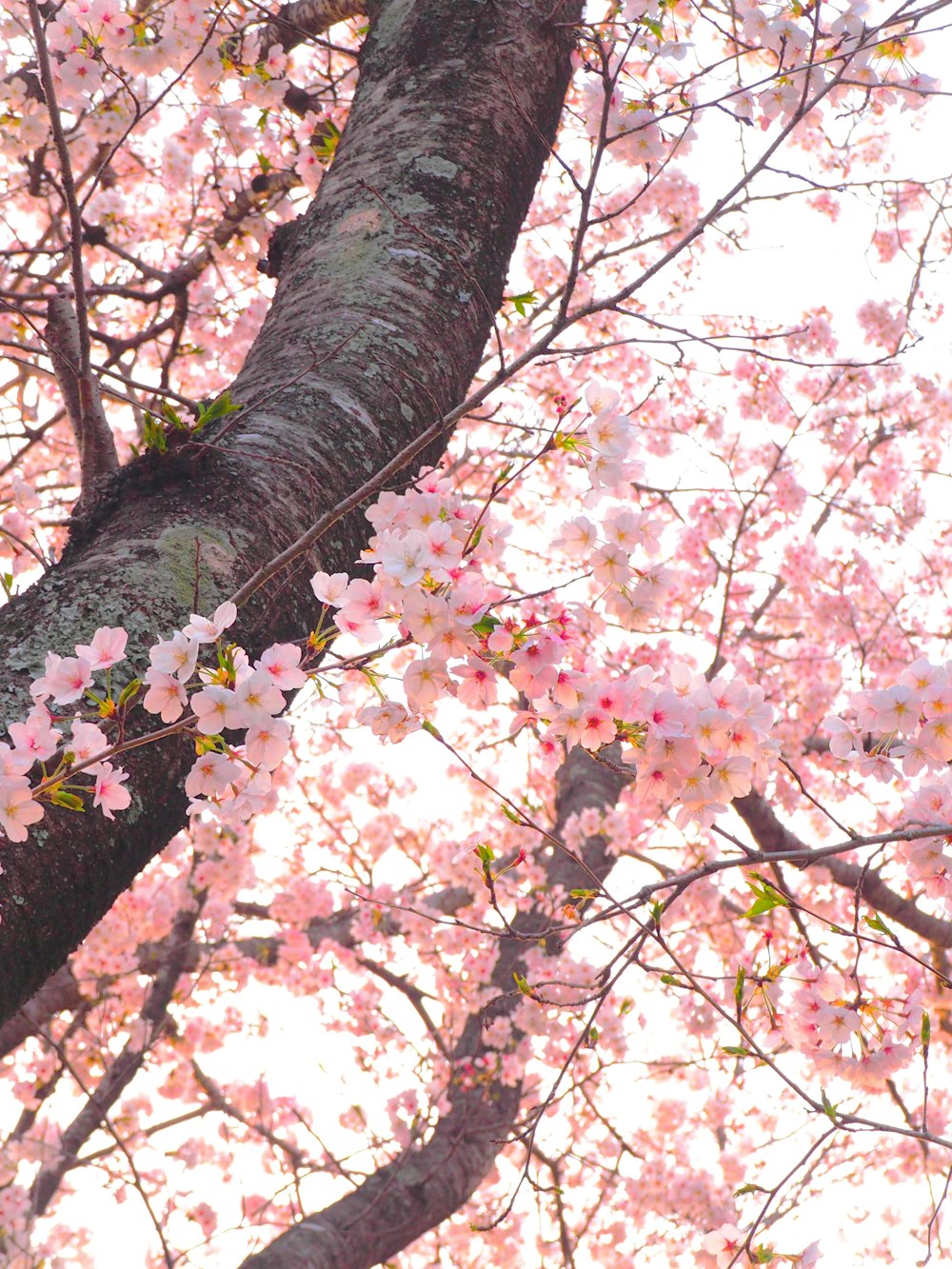 pink cherry blossom tree during daytime