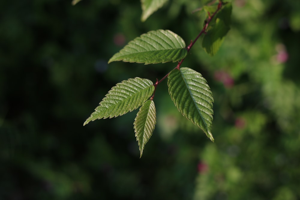 green leaf plant in close up photography