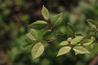 Close-up of healthy medicinal leeches in a natural water environment.