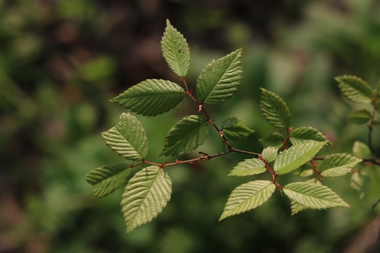Close-up of healthy medicinal leeches in a natural water environment.
