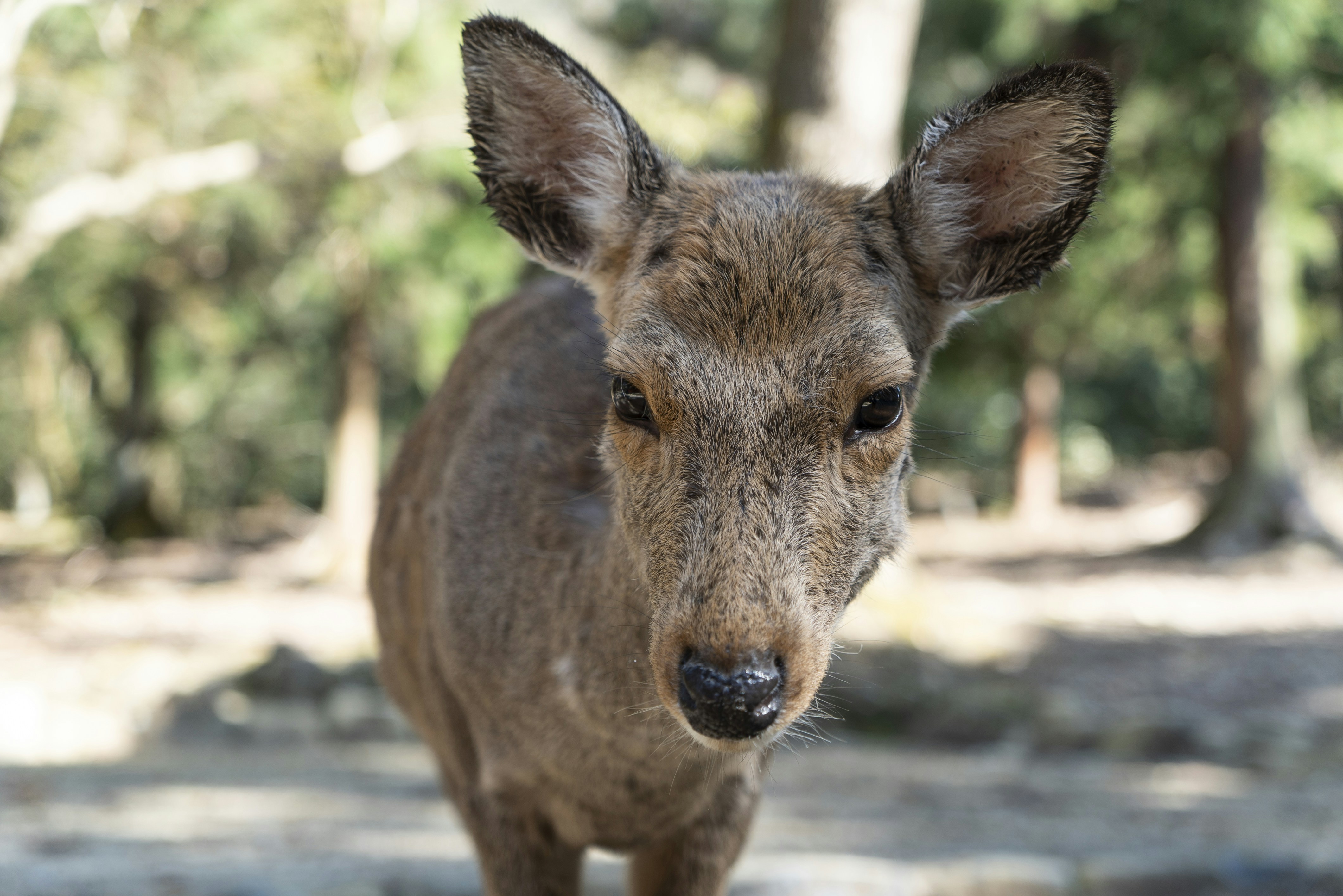 Photo by davidemrich