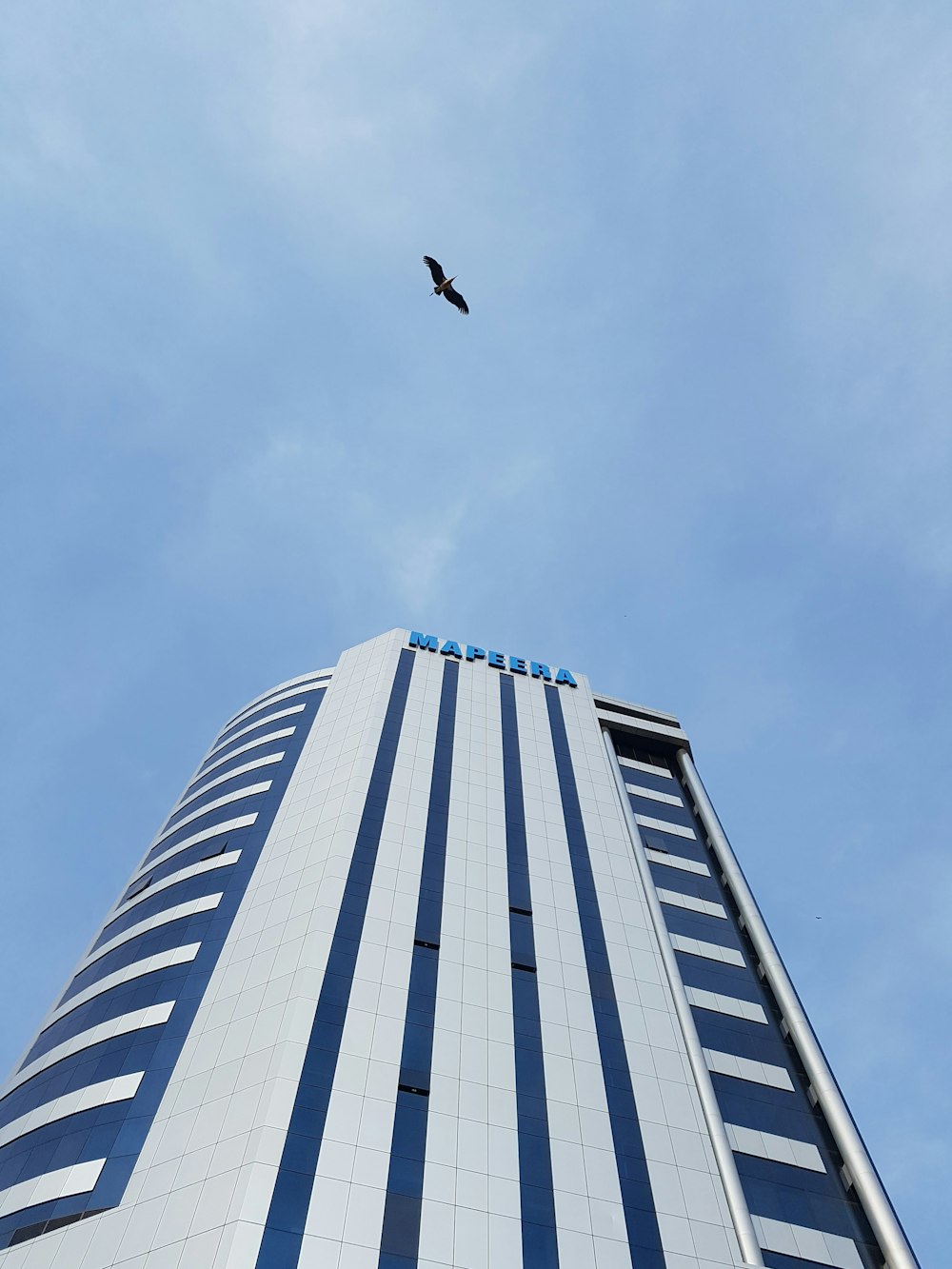 pássaro preto voando sobre o edifício branco e azul durante o dia