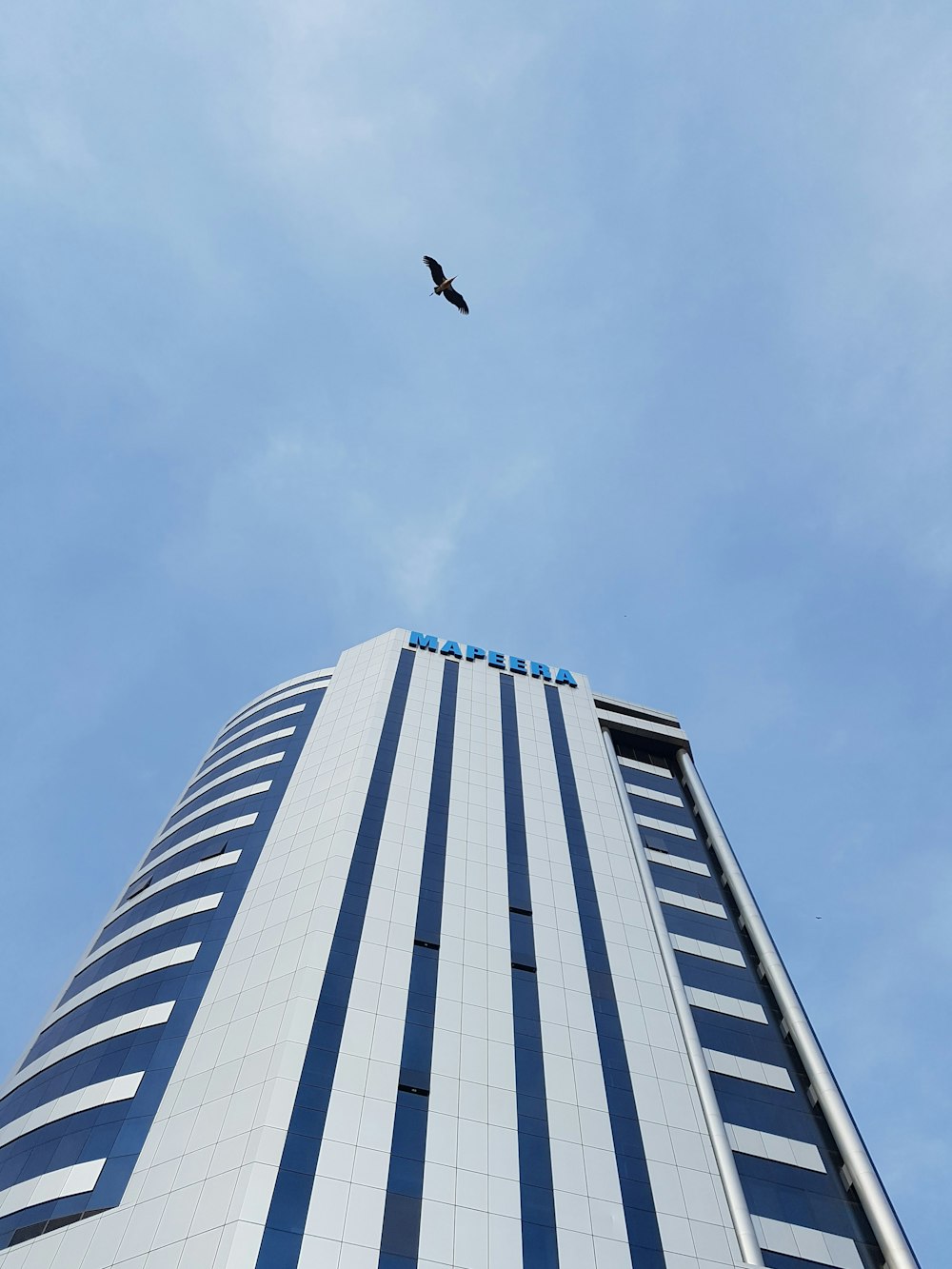black bird flying over white and blue building during daytime