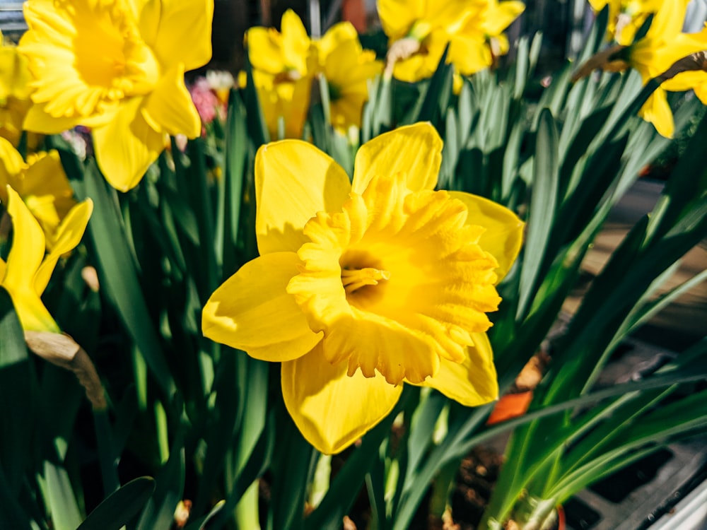 Jonquilles jaunes en fleurs pendant la journée