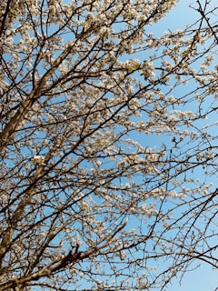Branching tree with many small white blossoms against a clear blue sky. The branches crisscross and create intricate patterns as they reach upwards. Some green leaves are visible among the blossoms.