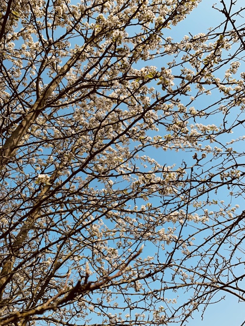Branching tree with many small white blossoms against a clear blue sky. The branches crisscross and create intricate patterns as they reach upwards. Some green leaves are visible among the blossoms.