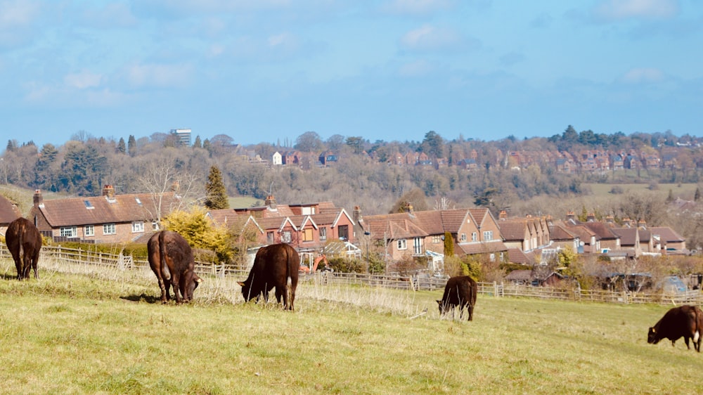 horses eating grass on green grass field during daytime