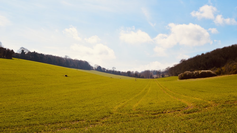 green grass field under blue sky during daytime