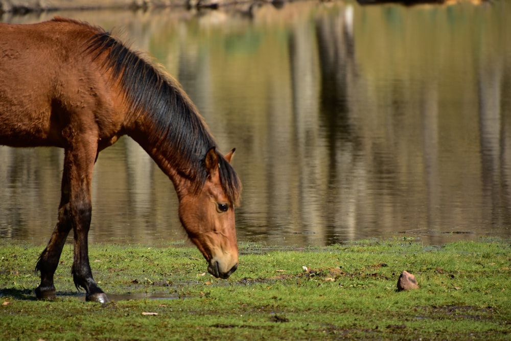 brown horse drinking water on lake during daytime