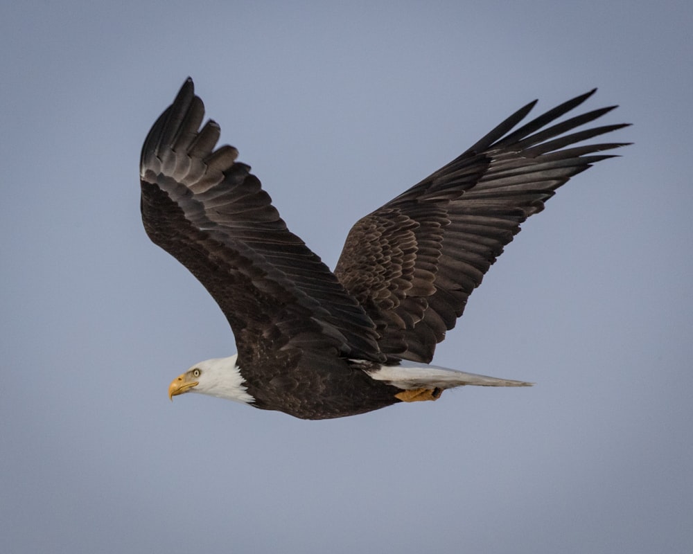 black and white eagle flying during daytime