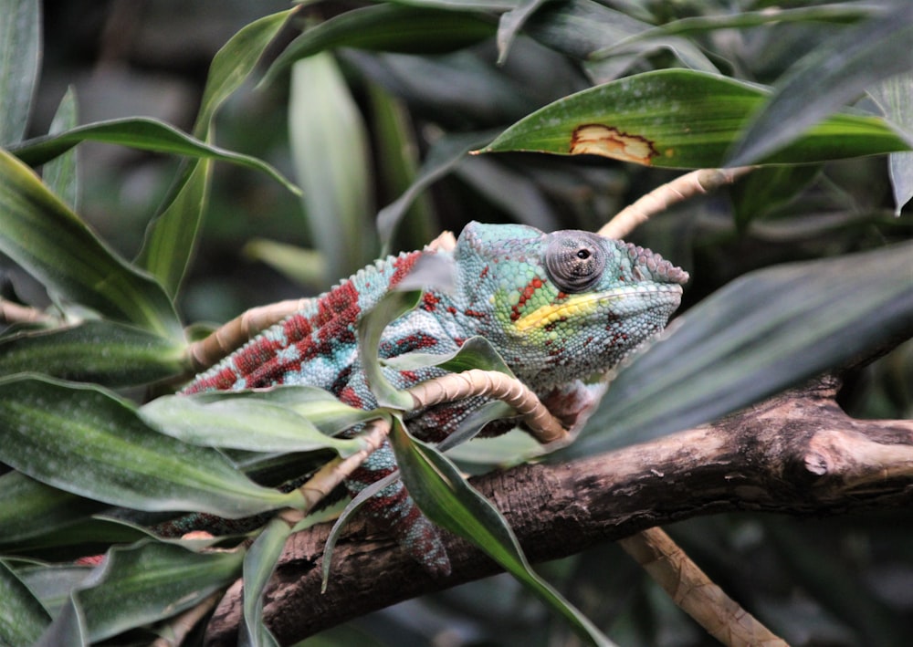 green and red chameleon on green leaves