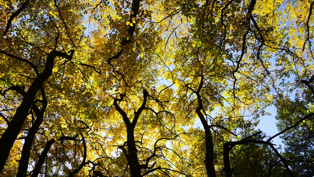 yellow and green leaf trees