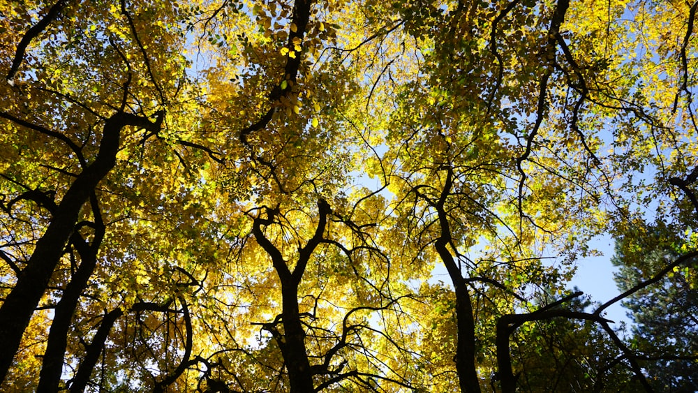 arbres à feuilles jaunes et vertes