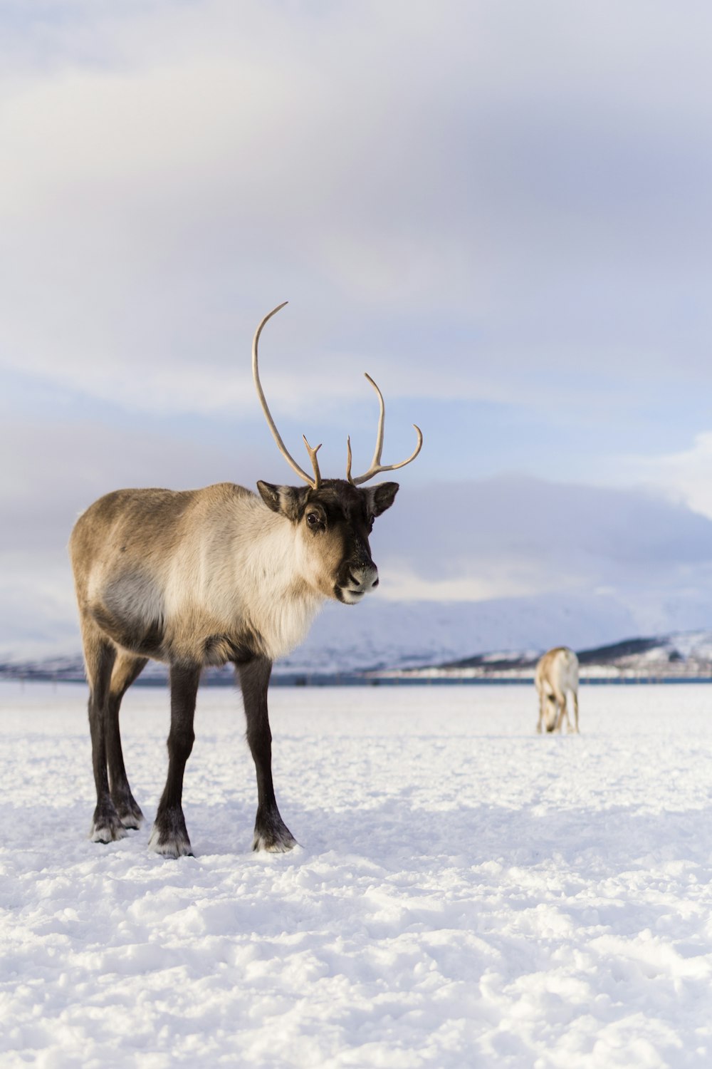 昼間、白い雪に覆われた地面に茶色と黒の4本足の動物