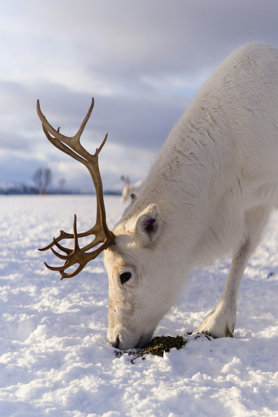 Reindeer eating in the snow