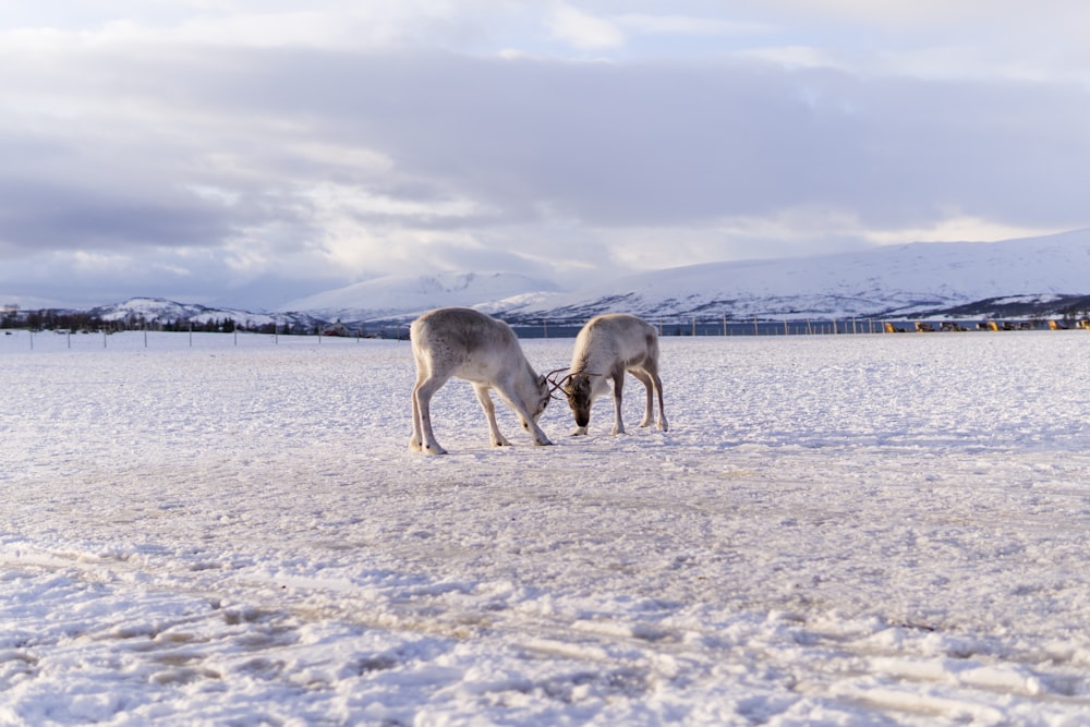 two brown horses on snow covered ground during daytime
