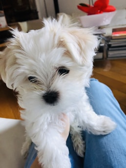 A smiling pet owner holding a small puppy inside a cozy home.