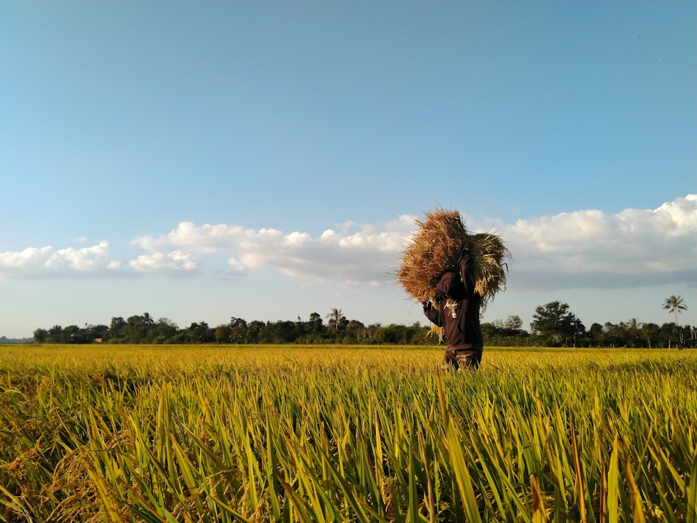 campo de grama verde durante o dia