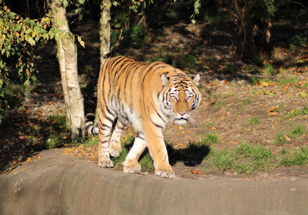 tigre couché sur un sol brun