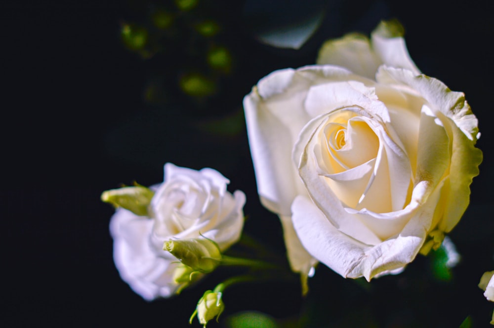 white rose in close up photography