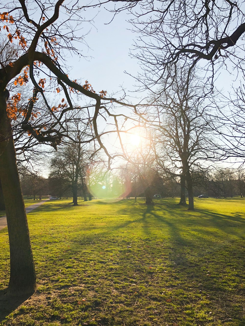 leafless tree on green grass field during daytime