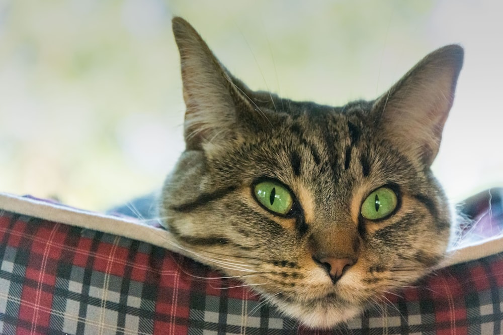 brown tabby cat on blue and red plaid textile